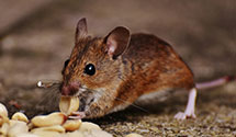24 Hour & Emergency Exterminators in Martin, TN